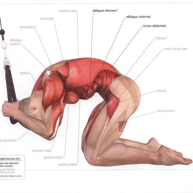 Triceps & Face Pull Rope